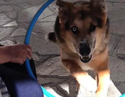 Interventi Assistiti Cane2 Slide